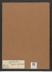 Eunotia exigua (Breb.) Rabh. (de-Toni-Nr.: Genus 104, Species 3145) Zeichnungen Sammlung Grunow Mappe 03395 (Herbarium_W_Grunow_drawings_Folder_03395)